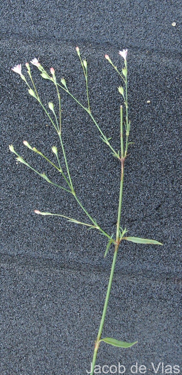 Oldenlandia stricta L.